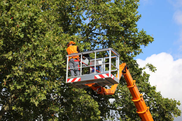 Best Seasonal Cleanup (Spring/Fall)  in Ford City, CA